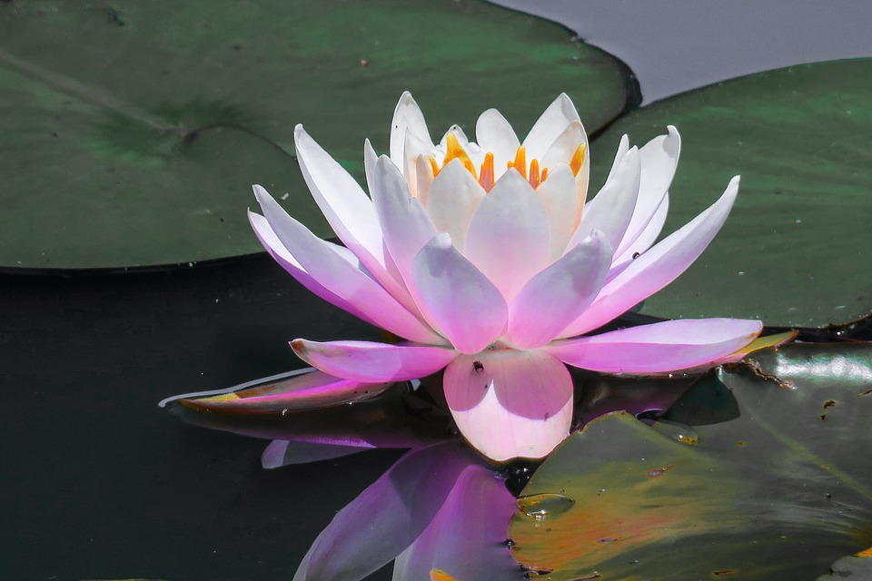 The Significance of The Lotus