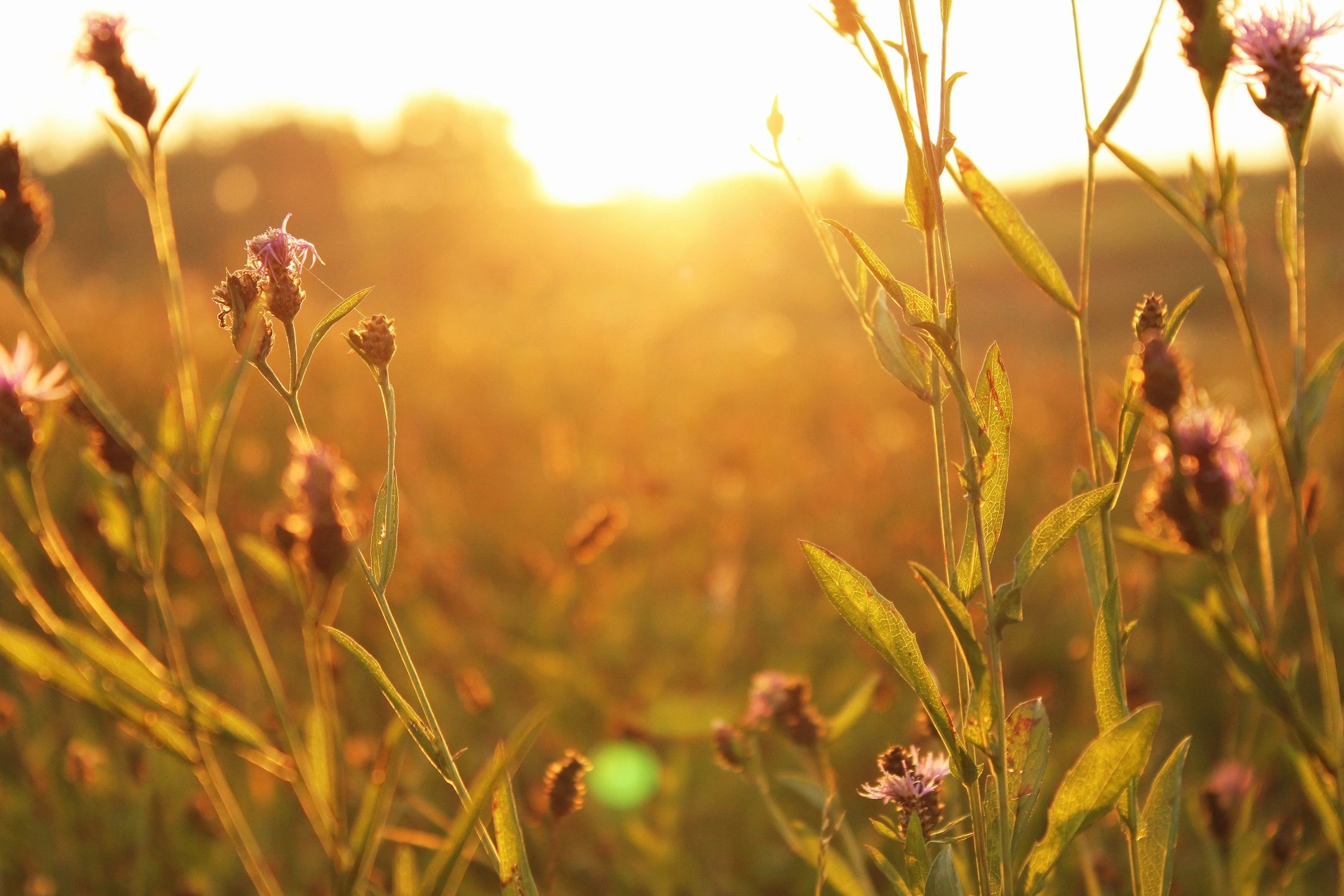 What you Should Know about the Highly Sensitive Person in your Life