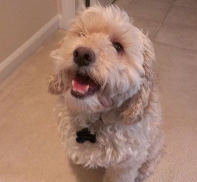 For the love of Dog!
