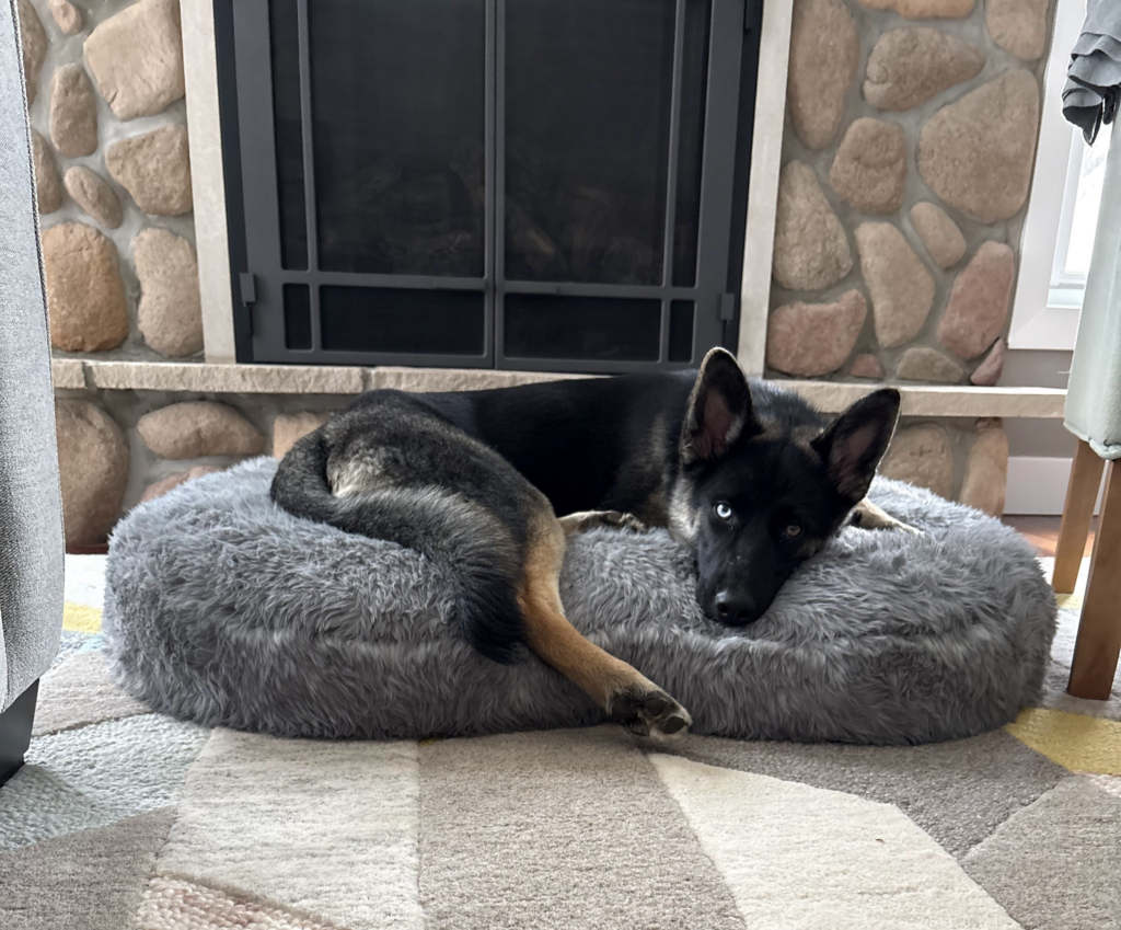 Kaia, therapy dog in training